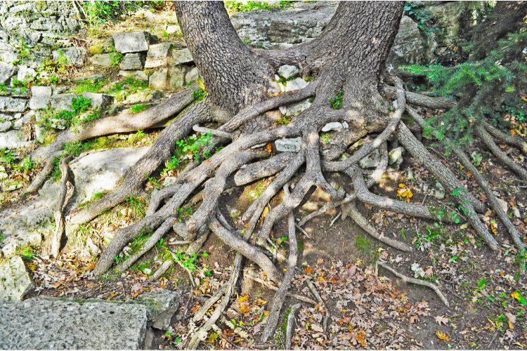 Intertwined tree roots symbolizing the communication explored in the 'language of trees' course